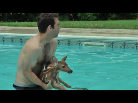 Baby Hirsch schwimmt im Swimming Pool