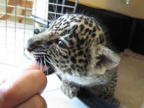Baby Jaguar nuckelt am Finger