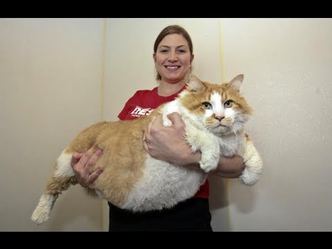 Die fetteste Katze der Welt