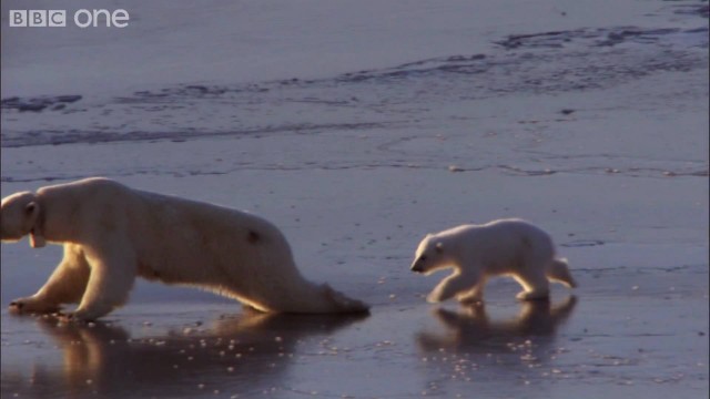 Eisbären beim „Eislaufen“