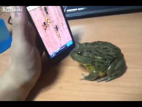 Frosch spielt am Smartphone