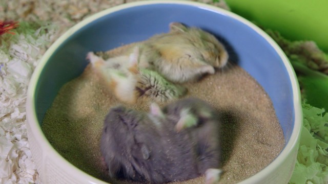 Hamster lieben Sand