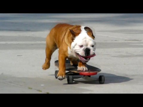 Hund auf dem Skateboard