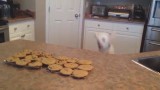 Hund möchte unbedingt zu den Keksen