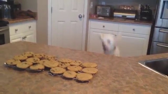 Hund möchte unbedingt zu den Keksen