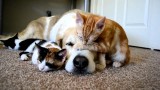 Hunde und Katzen können Freunde sein!