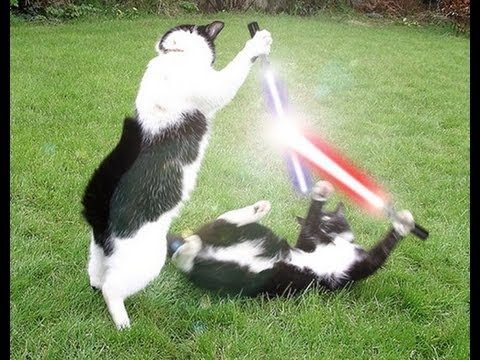 Jedi Katzen