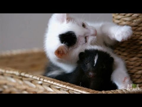 Kätzchen und Stinktier sind beste Freunde?