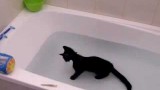 Katze liebt es zu baden