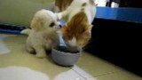Katze zeigt Geduld mit Hundebaby