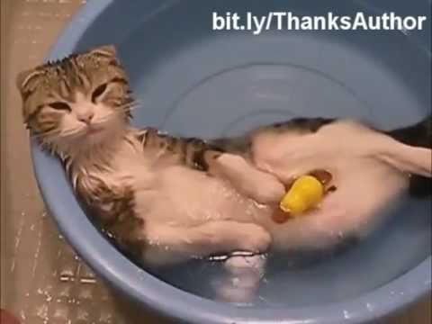 Katzen lieben Wasser, oder?