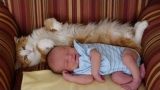 Katzen treffen auf Neugeborene