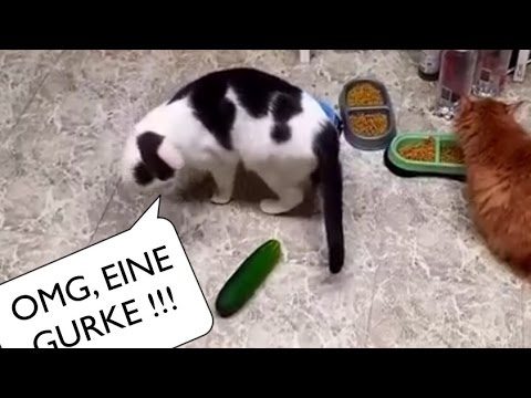 Katzen vs. Gurken