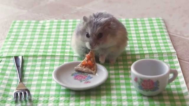 Kleiner Hamster isst kleine Pizza