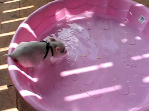 Minischwein geht baden