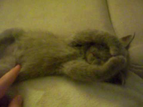Süßes Kätzchen schläft und träumt