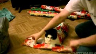 Wie man eine Katze richtig als Geschenk verpackt