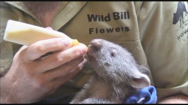 Wombat Baby wird gerettet