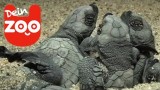 Zehntausende süße Baby Schildkröten am Strand